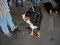 DSC05130t.JPG 240x180