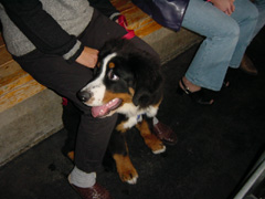 DSC05142t.JPG 240x180