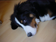 DSC05683T.JPG 240x180